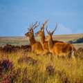 Cosy Dog Friendly Cabin Near Exmoor For Nature Lovers