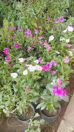 Al Qadisiyah, Farm & Garden, SAR 30,  Plants
