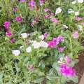 SAR 30,  Plants