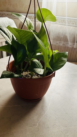 Al Qadisiyah, Farm & Garden, SAR 30,  Plants