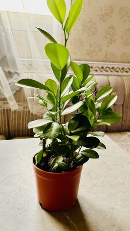 Al Qadisiyah, Farm & Garden, SAR 30,  Plants