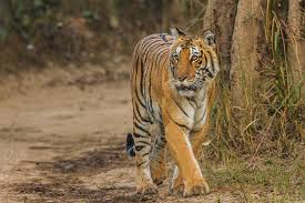 Mumbai, Travel, Corbett National  Park Package 2 Nights 3 Days INR:6900/-