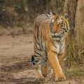 Corbett National  Park Package 2 Nights 3 Days INR:6900/-