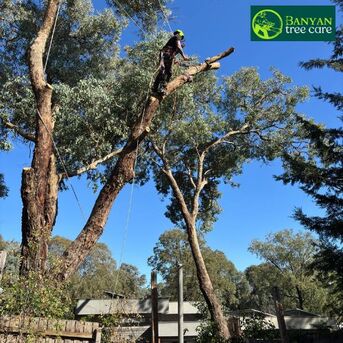 Melbourne, Business, Professional Arborist Services Melbourne For Safe Tree Care