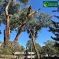 Professional Arborist Services Melbourne For Safe Tree Care