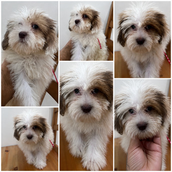 Jeddah, Pet Adoption, Maltese/Havanese Mix Puppies