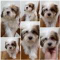 Maltese/Havanese Mix Puppies