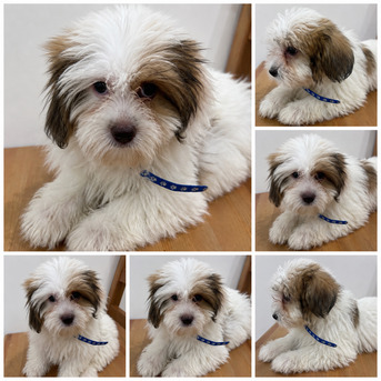 Jeddah, Pet Adoption, Maltese/Havanese Mix Puppies