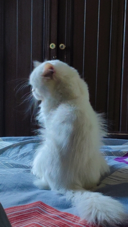 Dammam, Pet Supplies, Persian Cat