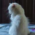 Persian Cat
