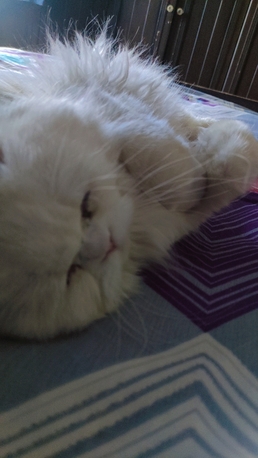 Dammam, Pet Supplies, Persian Cat