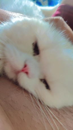 Dammam, Pet Supplies, Persian Cat
