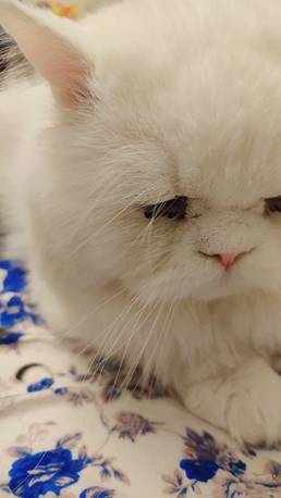 Dammam, Pet Supplies, Persian Cat