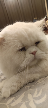Dammam, Pet Supplies, Persian Cat