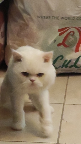 Dammam, Pet Supplies, Persian Cat