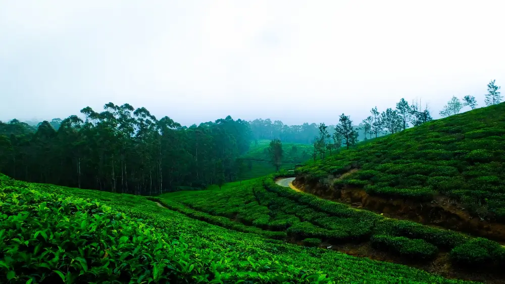 Mumbai, Event Planning, Team Outing Places In Alleppey