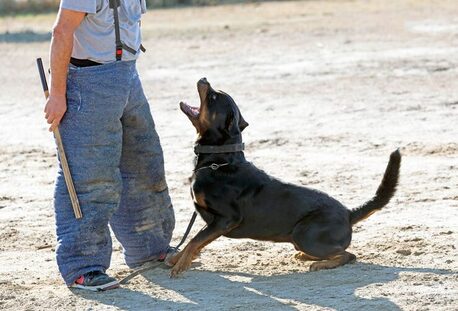 Hyderabad, Pet Sitting, Dog Training Service In Hyderabad
