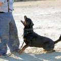 Dog Training Service In Hyderabad