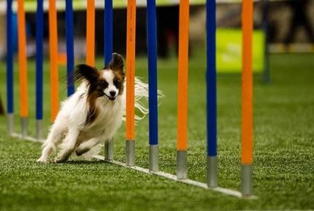 Hyderabad, Pet Sitting, Pet Obedience Training In Secunderabad