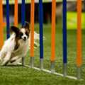 Pet Obedience Training In Secunderabad
