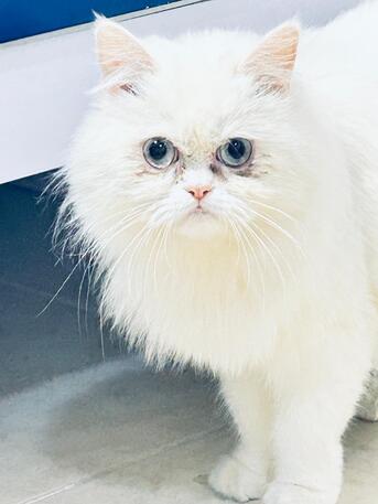 Riyadh, Pet Adoption, Persian White Female Cat