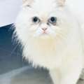 Persian White Female Cat
