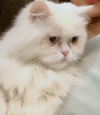 Riyadh, Pet Adoption, Persian White Female Cat
