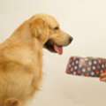 The Importance Of Protein Rich Diets For Active Dogs