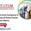 Pest Control Services Company In Singapore: Types Of Pests Found In Johor Bahru