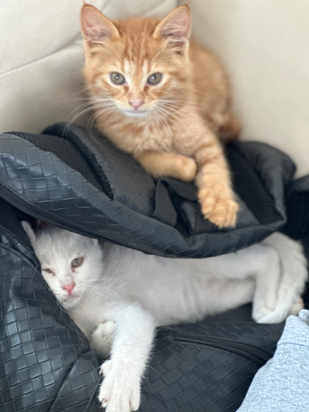 Manama, Pet Supplies, Male Baby Turkish Angora Cats Available For Adoption