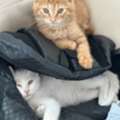 Male Baby Turkish Angora Cats Available For Adoption