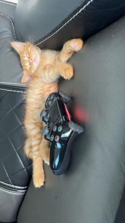 Manama, Pet Supplies, Male Baby Turkish Angora Cats Available For Adoption