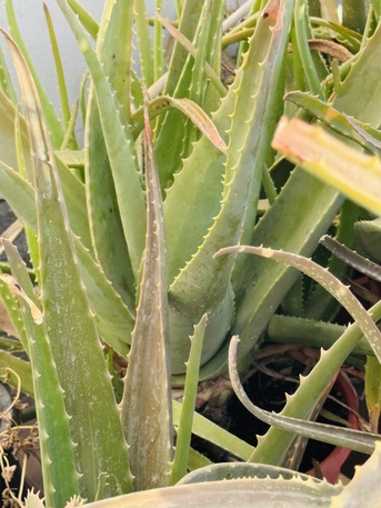 Jid Ali, Farm & Garden, BHD 15,  Aloe Vera Plants For Sale