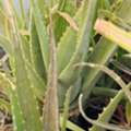 BHD 15,  Aloe Vera Plants For Sale