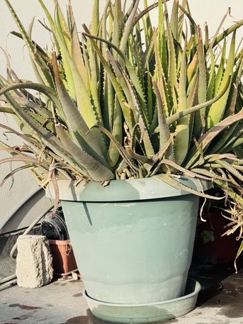 Jid Ali, Farm & Garden, BHD 15,  Aloe Vera Plants For Sale