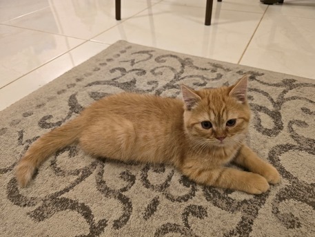 Ad Diriyah, Pet Supplies, SAR 250,  Male Cat For Sale &ndash; Persian × Scottish Fold Mix 🐱