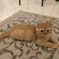 SAR 250,  Male Cat For Sale &ndash; Persian × Scottish Fold Mix 🐱