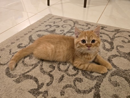 Ad Diriyah, Pet Supplies, SAR 250,  Male Cat For Sale &ndash; Persian × Scottish Fold Mix 🐱