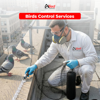 Dubai, Pest Control, Arshad Allied Pest Control Services