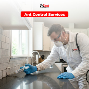 Dubai, Pest Control, Arshad Allied Pest Control Services