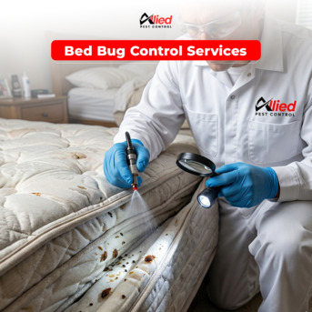Dubai, Pest Control, Arshad Allied Pest Control Services