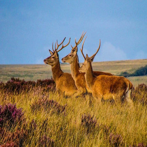 London, Farm/Garden, Best Exmoor Holidays For Nature And Countryside Lovers