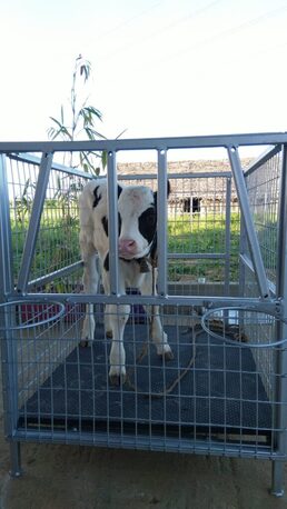 Noida, Business, Buy Heavy Duty Calf Cage India For Dairy Farm Calves
