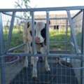Buy Heavy Duty Calf Cage India For Dairy Farm Calves