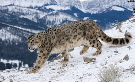 Mumbai, Travel, Spiti Valley Snow Leopard Tours | Wildlife Expedition With Raacho Trekkers