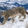 Spiti Valley Snow Leopard Tours | Wildlife Expedition With Raacho Trekkers