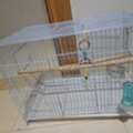 Birds Cage
