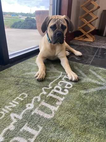 New York, Health, The Healing Power Of Dogs In Recovery