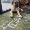 The Healing Power Of Dogs In Recovery