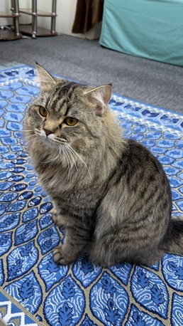 Jeddah, Pet Supplies, Male Cat Available For Adoption
